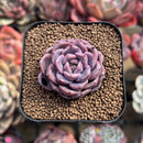 Echeveria 'Cindy' Seed-grown 2" Succulent Plant Cutting