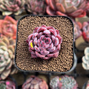 Echeveria 'Black Swan' 2" Succulent Plant Cutting