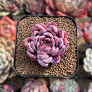 Echeveria 'Black Swan' 2" Succulent Plant Cutting
