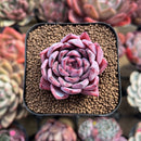 Echeveria 'Black Swan' 2" Succulent Plant Cutting
