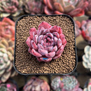 Echeveria 'Black Swan' 2" Succulent Plant Cutting