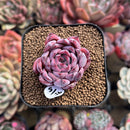 Echeveria 'Black Swan' 2" Succulent Plant Cutting