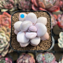 Graptopetalum 'Pink One' 2" Succulent Plant Cutting