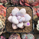 Graptopetalum 'Pink One' 2" Succulent Plant Cutting