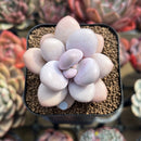 Graptopetalum 'Pink One' 2" Succulent Plant Cutting
