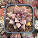 Echeveria 'Angel Star' 2” Succulent Plant Cutting