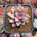 Echeveria 'Angel Star' 2” Succulent Plant Cutting