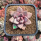Echeveria 'Angel Star' 2” Succulent Plant Cutting