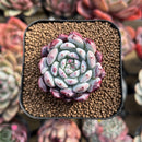 Echeveria 'Boa' 2" Succulent Plant Cutting