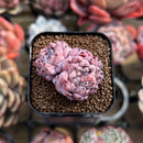 Echeveria sp. 1" Succulent Plant Cutting