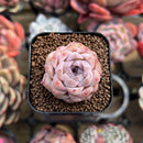 Echeveria sp. 1" Succulent Plant Cutting