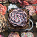 Echeveria 'Dior' 1" New Hybrid Succulent Plant Cutting