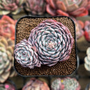 Echeveria 'Light' 2" Succulent Plant Cutting