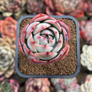 Echeveria 'Secunda' Unique Form 2" Succulent Plant Cutting