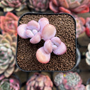 Graptoveria sp. 1" Succulent Plant Cutting