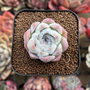 Echeveria 'Jeong-wol' 1" Succulent Plant Cutting
