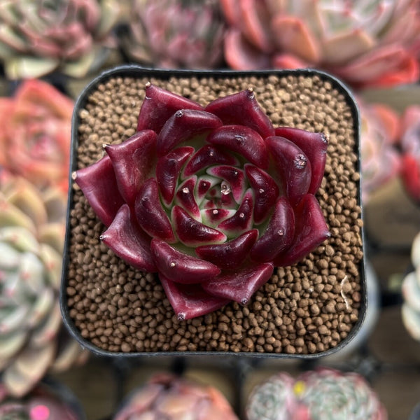 Echeveria Agavoides 'Red Jewlery' 2" Succulent Plant Cutting