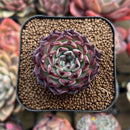 Echeveria 'Sarahime' 2" Succulent Plant Cutting