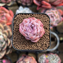 Echeveria sp. 1" Succulent Plant Cutting
