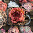 Echeveria Agavoides sp. 2" Succulent Plant Cutting
