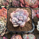 Echeveria 'Promise' 2" Succulent Plant Cutting