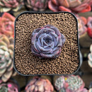 Echeveria 'Dark Opal' 1" Succulent Plant Cutting