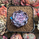 Echeveria 'Black Sabbath' 1" Succulent Plant Cutting