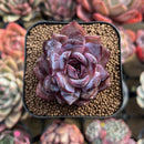 Echeveria 'Odette' 2" Succulent Plant Cutting