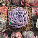 Echeveria 'Royal Star' 2" Succulent Plant Cutting