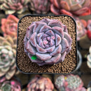 Echeveria 'Royal Star' 2" Succulent Plant Cutting