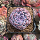 Echeveria 'Royal Star' 2" Succulent Plant Cutting