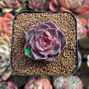 Echeveria 'Dior' 1" New Hybrid Succulent Plant Cutting