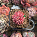 Echeveria 'Bésame Mucho' 1" New Hybrid Succulent Plant Cutting