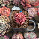 Echeveria 'Bésame Mucho' 1" New Hybrid Succulent Plant Cutting