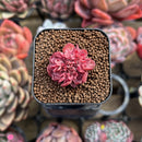 Echeveria 'Bésame Mucho' 1" New Hybrid Succulent Plant Cutting
