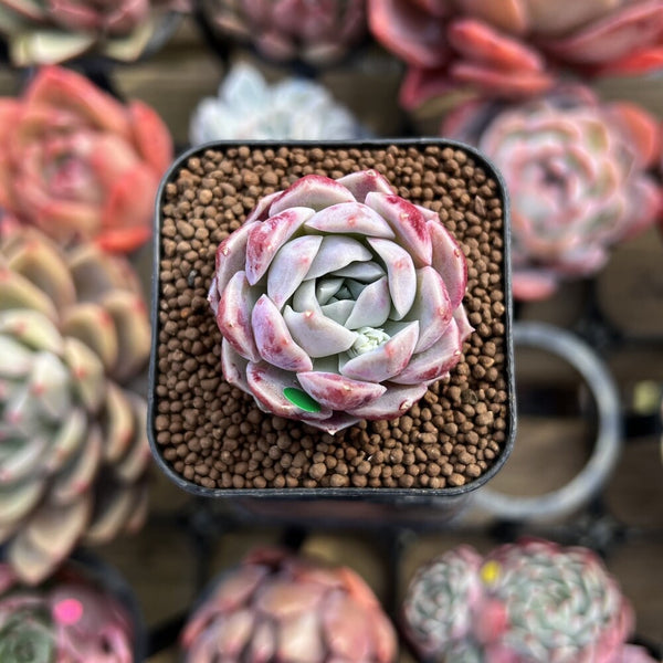 cotton candy succulent Echeveria 'Cotton Candy' 1" Changhee Hybrid Succulent Plant Cutting – True Succulents Plant Co