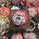 Echeveria 'Cotton Candy' 1" Changhee Hybrid Succulent Plant Cutting