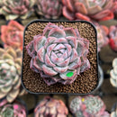 Echeveria 'Bitacheli' 2" Succulent Plant Cutting