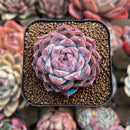 Echeveria 'Bitacheli' 2" Succulent Plant Cutting