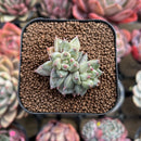 Pachyphytum Compactum 'Glaucum' 2" Cluster Succulent Plant Cutting