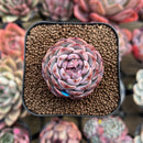 Echeveria 'Max Purple' 2" Succulent Plant Cutting