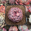 Echeveria 'Max Purple' 2" Succulent Plant Cutting