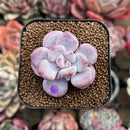 Echeveria 'Orange Sherbert' 2" Succulent Plant Cutting
