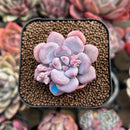 Echeveria 'Orange Sherbert' 2" Succulent Plant Cutting
