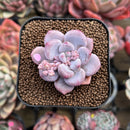 Echeveria 'Orange Sherbert' 2" Succulent Plant Cutting