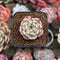 Echeveria 'Pink Hime' 1" New Hybrid Succulent Plant Cutting