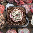 Echeveria 'Pink Hime' 1" New Hybrid Succulent Plant Cutting