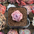 Echeveria sp. 1" Succulent Plant Cutting