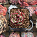 Echeveria sp. 1" Succulent Plant Cutting