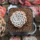 Echeveria sp. 1" Succulent Plant Cutting